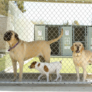 dog kennel cleaning and sanitizing