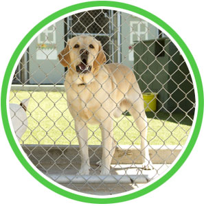 dog kennel sanitizing and disinfection